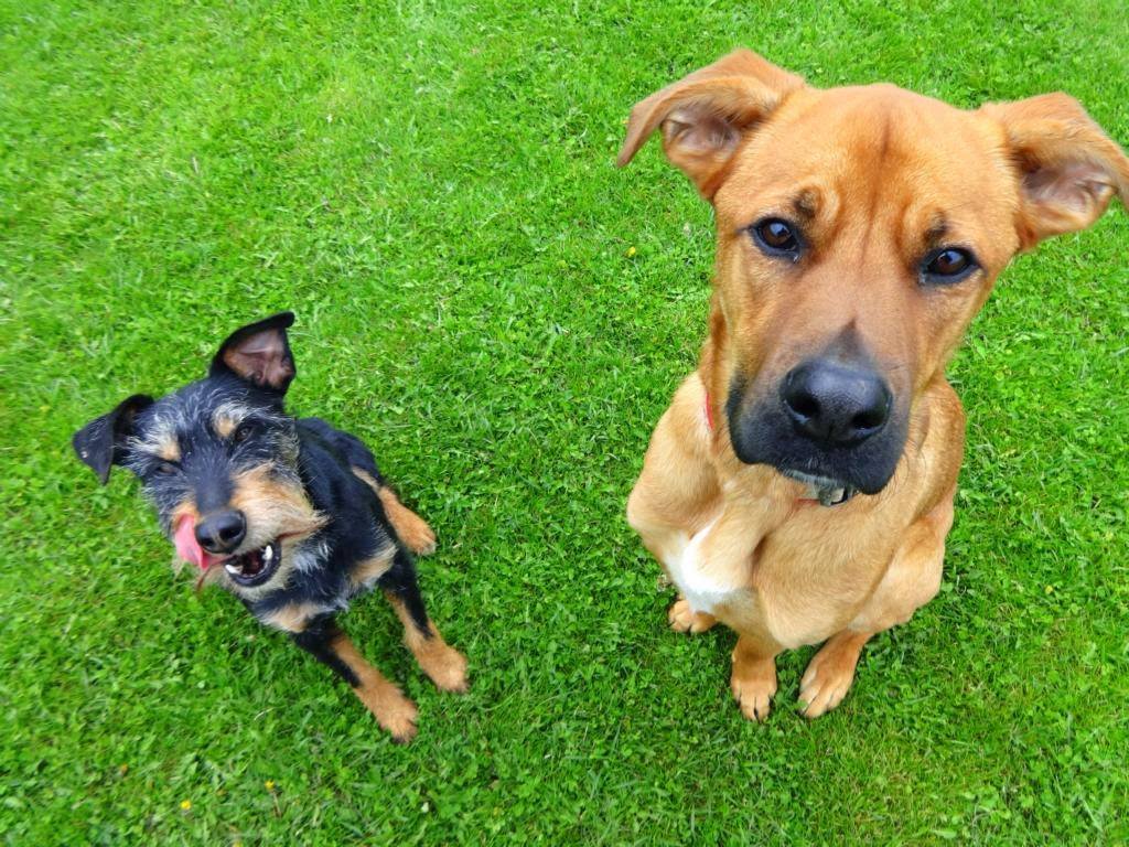 hunde fred und blaxx